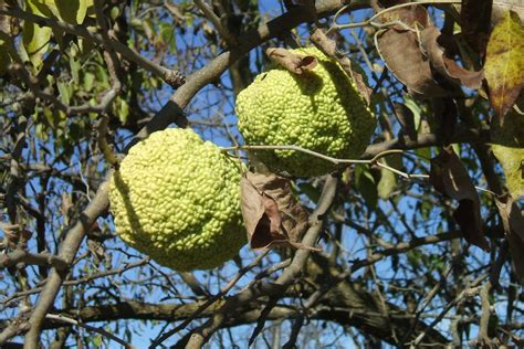 Osage Orange Plants Of Overton Park S Old Forest Memphis Tn · Inaturalist