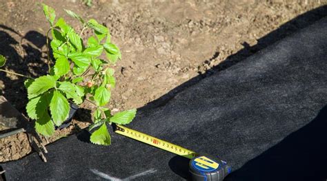 How To Transplant Strawberries In Your Garden