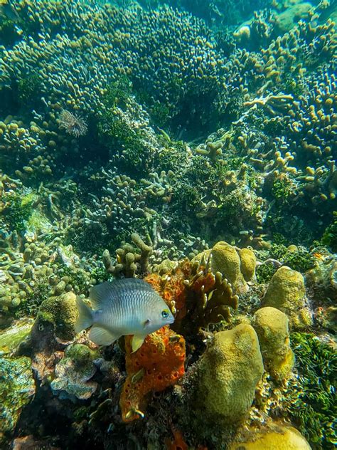 Isla Grande in Colombia: Everything You Need to Know About This Island