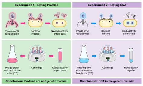 How Did Hershey And Chase Differentiate Between DNA And Protein In