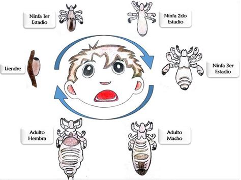 Ciclo De Vida De Pediculus Capitis Download Scientific Diagram