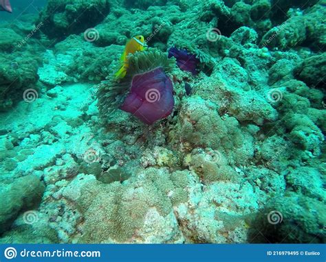 Clown Fisch Amphiprioninae Symbiotische Leben Mit Seeanemone Stockbild