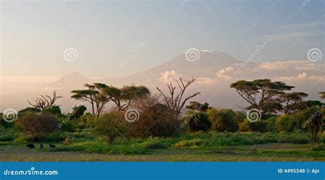 Kilimanjaro At Sunrise Stock Photo Image Of African National 4495348