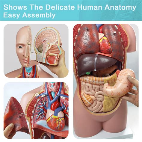 Images Medical Anatomy Anatomy Human Anatomy