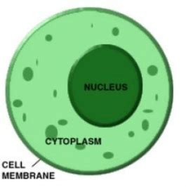 Basic Cell Components - Cell Structure- Organelles