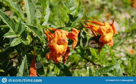 Campsis Radicans Also Known As Trumpet Creeper Stock Photo Image Of