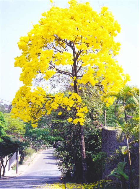 Actualizar 40 imagem ipê amarelo bh br thptnganamst edu vn