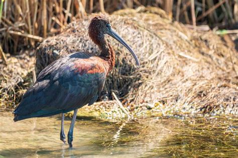 12 Types of Heron Birds - A-Z Animals