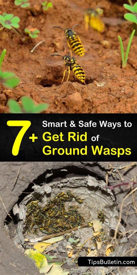 7 Smart And Safe Ways To Get Rid Of Ground Wasps