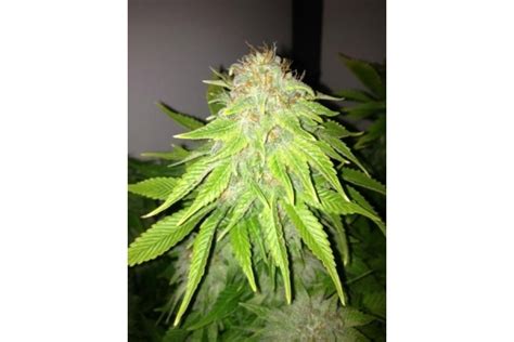 White Widow Royal Queen Seeds Cannabiszaden Zamnesia