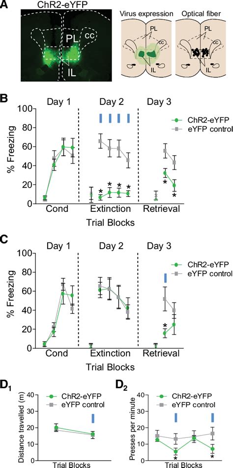 Figure 1 From Revisiting The Role Of Infralimbic Cortex In Fear