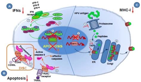 Intracellular HPV Immune Evasion Mechanisms A HPV Dy Open I