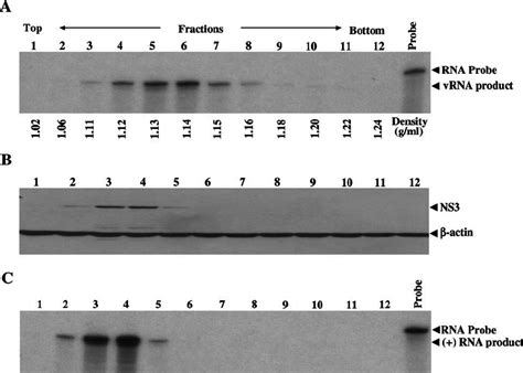 A Sucrose Gradient Sedimentation Analysis Of Hcv Virions In The