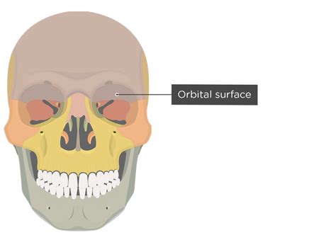 Frontal Bone Anatomy Getbodysmart