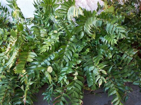 Holly Fern Facts - Learn How To Grow A Holly Fern Plant