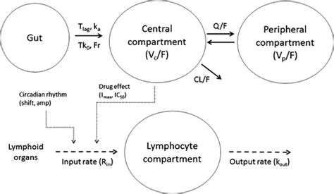 Structural Pharmacokinetic Pharmacodynamic PK PD Model Circles