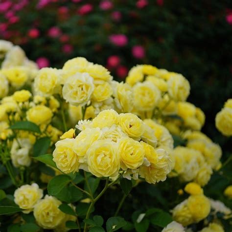 Роза флорибунда Golden Border/Голден Бордер/Комтесс дю Бари