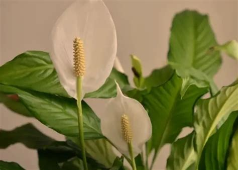 Best Humidifying Plants: Green Solutions for Indoor Air Quality