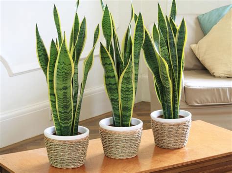 10 Plants That Clean Your Indoor Air The Witness