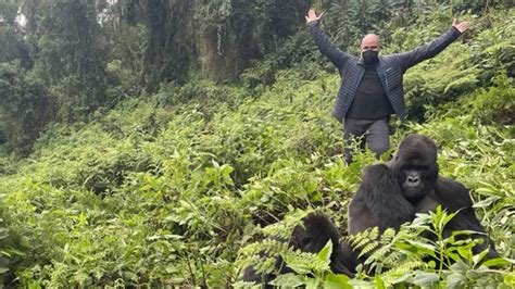 6 Days Luxury Gorilla Safari Rwanda Volcanoes Park 2024 2025