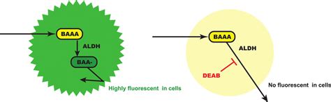 Scheme Of The Aldeflour Assay Aldh Converts The Aldh Substrate Download Scientific Diagram