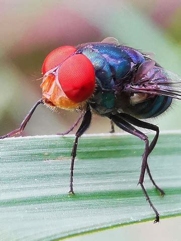 Selective Focus Of A Fly On A Green Leaf Isolated On Blurry Background ...