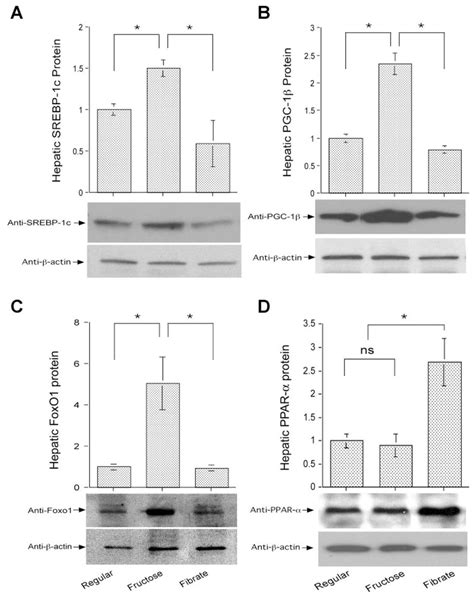 Hepatic Gene Expression Sterol Regulatory Element Binding Protein 1c