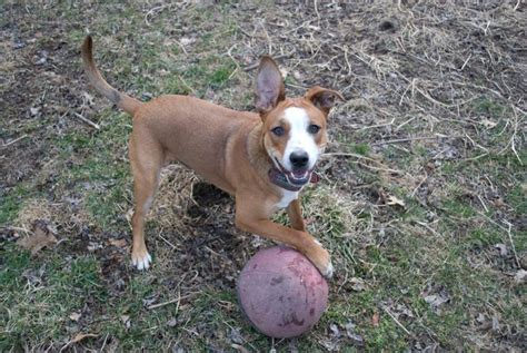 Achilles River Fox Basenji American Pit Bull Mix