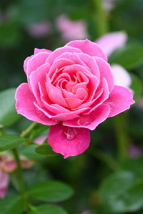 Pink Colour Rose Flower Hd Wallpaper | Best Flower Site