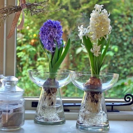 Using Flower Bulbs As Table Decorations For A Winter Wedding