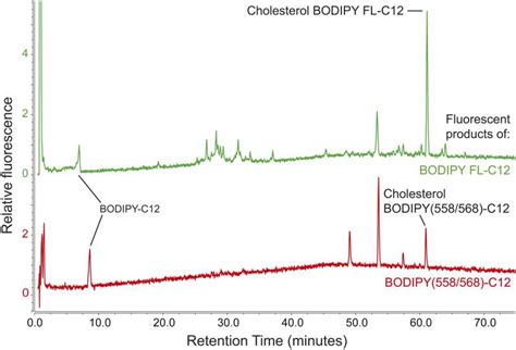 Cholesterol Bodipy Fl C12 Thermo Fisher Bioz