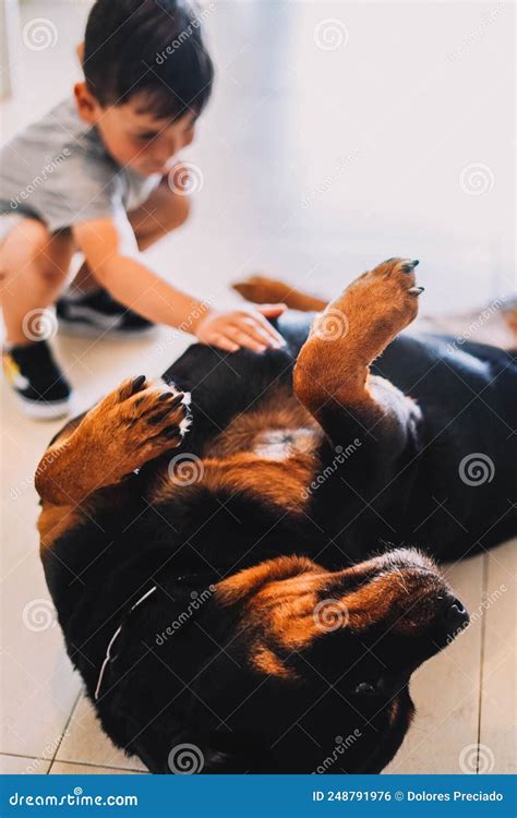 Little Boy Playing with a Rottweiler Dog Stock Photo - Image of ...