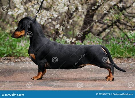 Black And Brown Dachshund