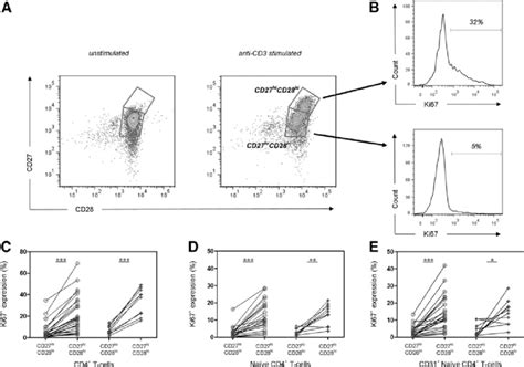 Upregulation Of Cd27 And Cd28 Expression On Cd4 T Cells Following