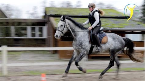 Schritt Trab und Galopp am langen Zügel Falco Bourbon Folge 24