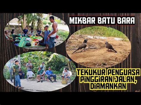 Mikbar Batu Bara Tekukur Penguasa Kabel Listrik Target Anduhurhumbang