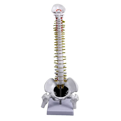 Buy N A Scientific Flexible Spine Model Life Size Spinal Cord