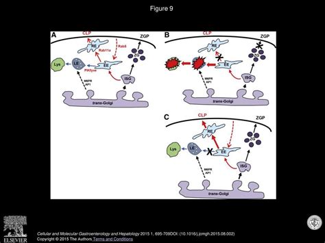 Early To Late Endosome Trafficking Controls Secretion And Zymogen