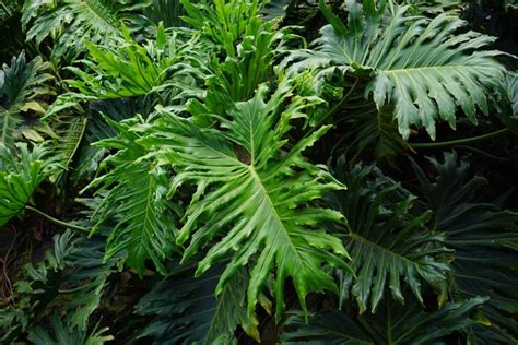 Are Philodendrons Toxic To Cats Vet Reviewed Facts And Faq Pangovet