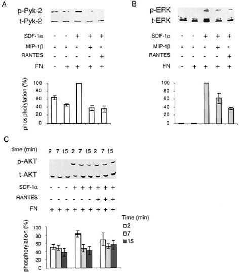 Ccr5 Signals Induced By Rantes And Mip 1 B Inhibit Sdf 1 A Induced