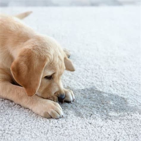 How to Clean Pet Stains on Carpet - JDog Carpet Cleaning & Floor Care