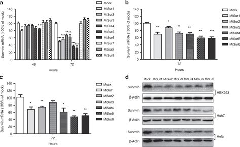 Survivin Targeting Artificial MicroRNAs Mediated By Adenovirus Suppress