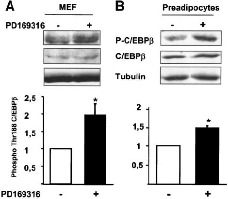 P38MAPK Inhibition Increases C EBP Activity MEFs A And