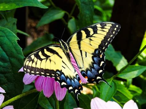 Borboleta Preta E Amarela Significado - 11 Significados da Borboleta Preta e Amarela na Espiritualidade