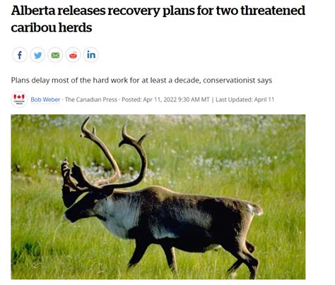 Alberta Releases Recovery Plans For Two Threatened Caribou Herds