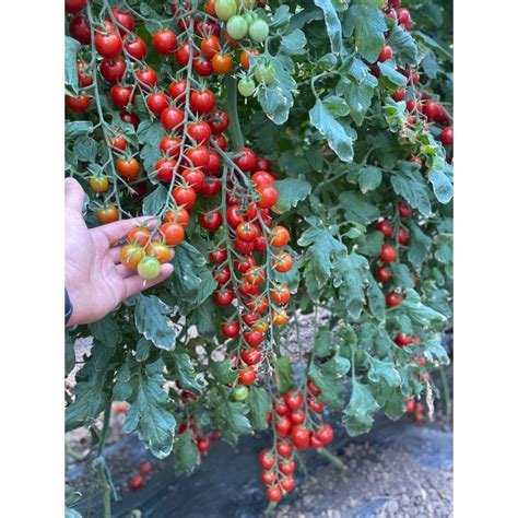 Seminte Profesionale Rijk Zwaan Tomate Cheramy F Sem Agronomo