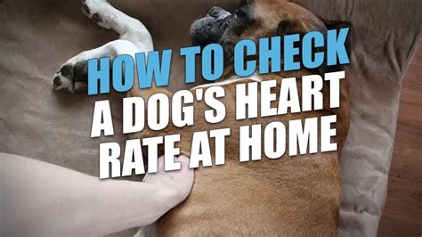 How To Check A Dogs Heart Rate At Home Accurate Method Youtube