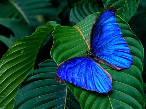 Blue Clipper Butterfly Widescreen Wallpapers 19831 - Baltana