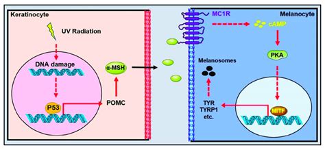 Schematic diagram of melanin production induced by ultraviolet... | Download Scientific Diagram