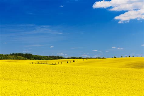 Yellow Field Free Stock Photo - Public Domain Pictures